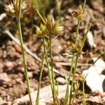 Juncus capitatus Plante entière