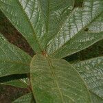 Ocotea helicterifolia Leaf