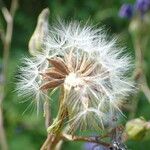 Lactuca plumieri Frukt