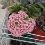 Crassula rupestrisBlüte