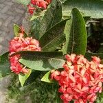 Ixora chinensisFlower