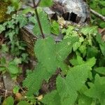 Teucrium scorodonia Blatt