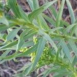 Solidago chilensis 叶