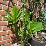 Euphorbia neriifolia Leaf