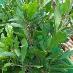 Synsepalum dulcificum Yaprak