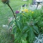 Vernonia fasciculata Flor