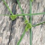 Cyperus difformis Kvet