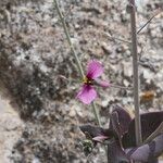 Moricandia moricandioides Flower