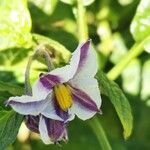 Solanum muricatum Fleur