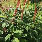 Salvia confertiflora Habit