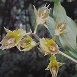 Catasetum fimbriatum Flower