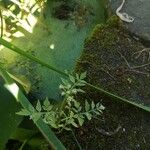 Oenanthe javanica 葉