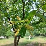 Terminalia chebula Flor