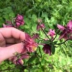 Aquilegia atrataFlower