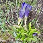 Gentiana acaulis Leaf