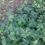 Potentilla anglica Leaf