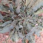 Echium rosulatum Hoja