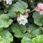 Rubus tricolor Flower