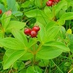 Cornus suecica Lapas