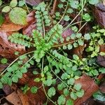 Cardamine flexuosa Leaf