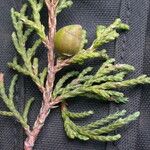 Juniperus recurva Otro