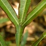 Pteris cretica Blatt