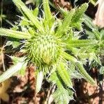 Cirsium vulgare फूल