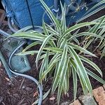 Dianella ensifoliaLeaf