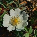 Rosa spinosissima Flor