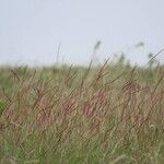 Mystery res grass choroaफूल