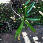 Tridactyle brevicalcarata Plante entière