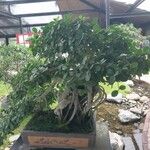 Ficus padana 整株植物