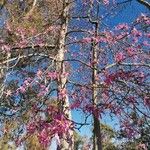 Ceiba speciosa Habitus