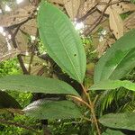 Miconia punctata Deilen