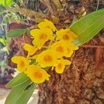 Dendrobium chrysotoxum Floare