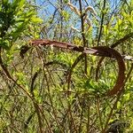Salix udensis Yeri