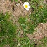 Ranunculus amplexicaulis Flor