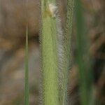 Tripidium ravennae Blad