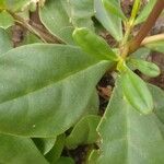Talinum paniculatum Yaprak