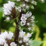 Mentha × piperita Blomma