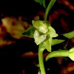 Epipactis exilis Flower