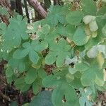 Tropaeolum peregrinum Blatt