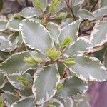 Pittosporum tenuifolium Leaf