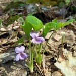 Viola mirabilis Flower