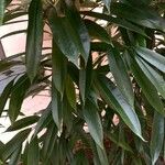 Ficus spp. Leht