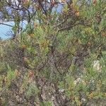 Osyris lanceolata Habit