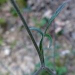 Ptychotis saxifraga Bark