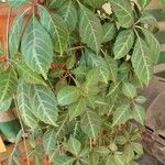 Parthenocissus henryana Blatt