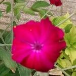 Silene coronaria Квітка