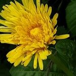 Taraxacum clemens Flower